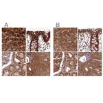 NULP1 Antibody in Immunohistochemistry (IHC)