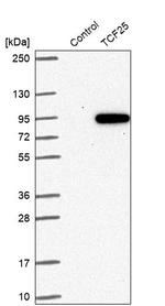 NULP1 Antibody in Western Blot (WB)