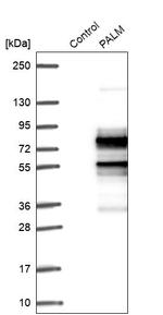 PALM Antibody in Western Blot (WB)