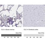 Galectin 10 Antibody