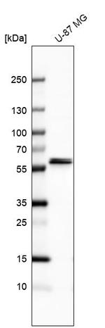 CARS2 Antibody in Western Blot (WB)