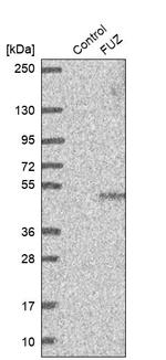 FUZ Antibody in Western Blot (WB)