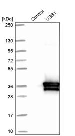 C16orf57 Antibody in Western Blot (WB)