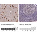 BRUNOL5 Antibody