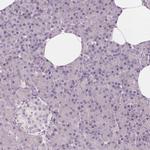 HAAO Antibody in Immunohistochemistry (IHC)