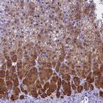 KCTD14 Antibody in Immunohistochemistry (IHC)