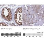 CIAPIN1 Antibody