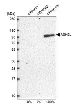 ASH2L Antibody in Western Blot (WB)