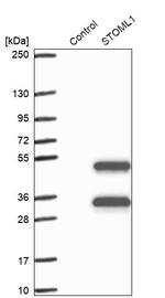 STOML1 Antibody in Western Blot (WB)