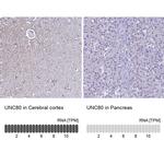 UNC80 Antibody in Immunohistochemistry (IHC)