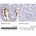 GAPDHS Antibody