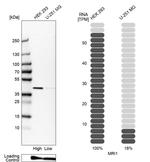 MRI1 Antibody in Western Blot (WB)