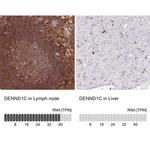 DENND1C Antibody