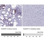 NUSAP1 Antibody