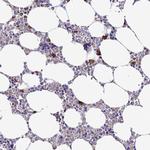 NALP12 Antibody in Immunohistochemistry (IHC)