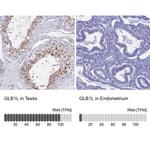 GLB1L Antibody