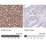 GCDH Antibody