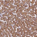 GCDH Antibody in Immunohistochemistry (IHC)