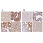 WDR54 Antibody in Immunohistochemistry (IHC)