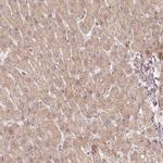 WDR54 Antibody in Immunohistochemistry (IHC)