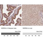 WDR54 Antibody