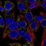 EARS2 Antibody in Immunocytochemistry (ICC/IF)