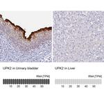 UPK2 Antibody