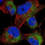 ACBD7 Antibody in Immunocytochemistry (ICC/IF)