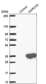 MARCH3 Antibody in Western Blot (WB)