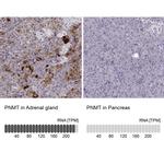 PNMT Antibody