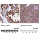 MRPS9 Antibody