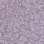 FKBPL Antibody in Immunohistochemistry (IHC)