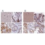 DUS2L Antibody in Immunohistochemistry (IHC)