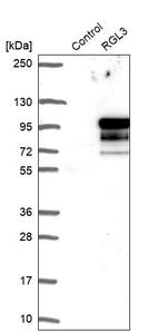 RGL3 Antibody in Western Blot (WB)