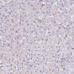 B3GNT8 Antibody in Immunohistochemistry (IHC)