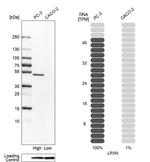 LPXN Antibody in Western Blot (WB)