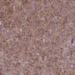 MRPS11 Antibody in Immunohistochemistry (IHC)