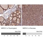 MRPS11 Antibody