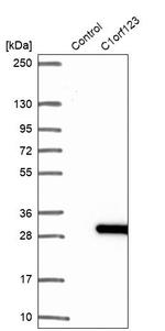 C1orf123 Antibody in Western Blot (WB)