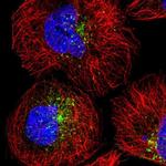 SNX17 Antibody in Immunocytochemistry (ICC/IF)