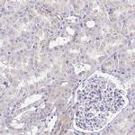 DBNDD2 Antibody in Immunohistochemistry (IHC)