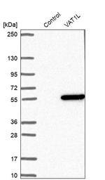 VAT1L Antibody in Western Blot (WB)