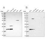 NHP2 Antibody in Western Blot (WB)