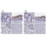 RNase12 Antibody in Immunohistochemistry (IHC)