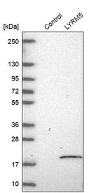 LYRM5 Antibody in Western Blot (WB)