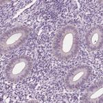 ELSPBP1 Antibody in Immunohistochemistry (IHC)