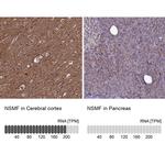 NELF Antibody in Immunohistochemistry (IHC)