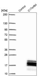 C17orf64 Antibody in Western Blot (WB)