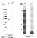 SHARPIN Antibody in Western Blot (WB)