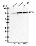 SPDL1 Antibody